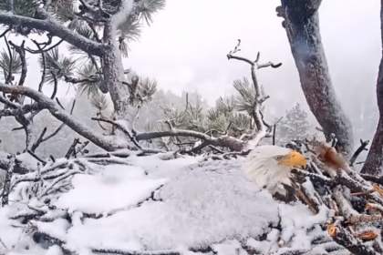 (ویدئو) محافظت عقاب سرسفید از تخم‌هایش در برابر طوفان زمستانی