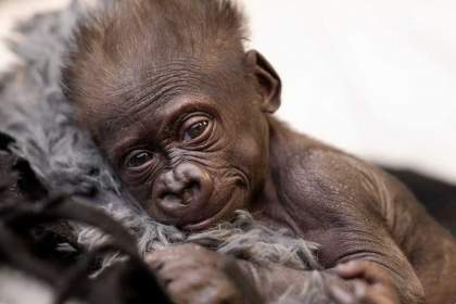 (ویدئو) نوزاد گوریل با سزارین در باغ وحش متولد شد