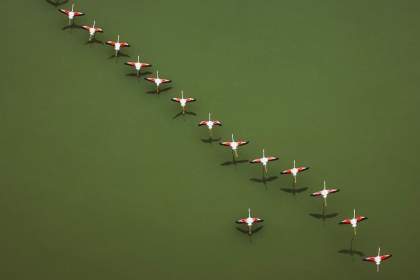 (ویدئو) پرواز تماشایی فلامینگوها بر فراز تالاب میانکاله