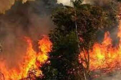 نابودی جنگل‌های هیرکانی در آتش بی‌توجهی